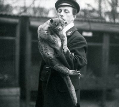 Wärter Leslie Martin Flewin hält ein Kinkajou im Londoner Zoo, Februar 1913 von Frederick William Bond